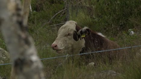 primer plano de la vaca comiendo y relajándose en el suelo durante la noche