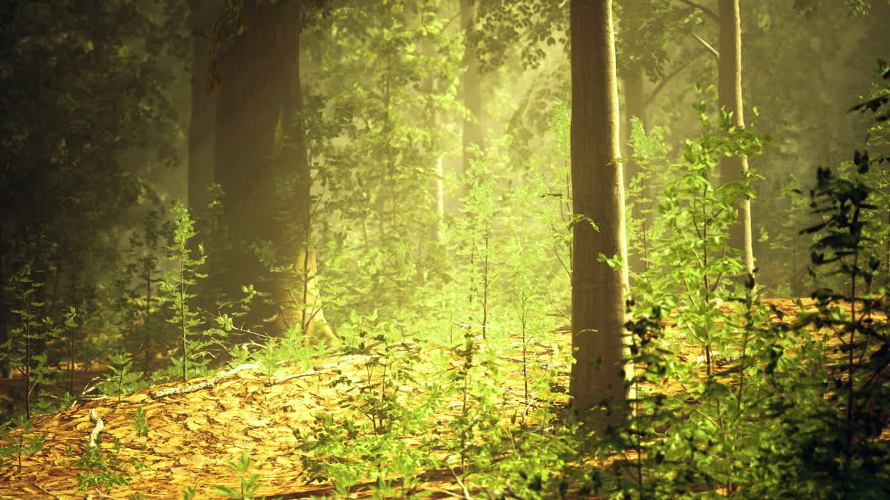 Sunlight filtering through trees in a serene forest during morning hours