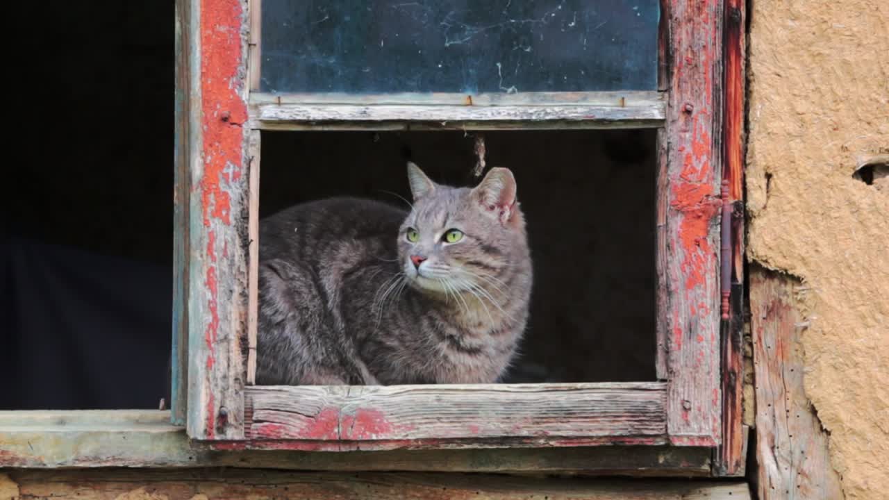 부서진 창문 위에 앉아 있는 고양이의 클로즈업