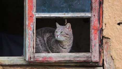 close-up of a cat looking around and sitting on a broken window