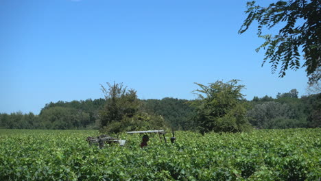 Tractor-Podando-Un-Viñedo-Francés-En-Pleno-Verano