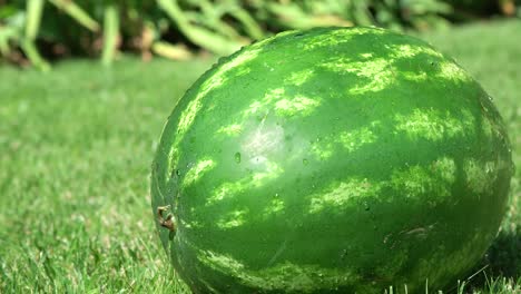 4k. watermelon is growing in the garden with water drop, sweet fruit