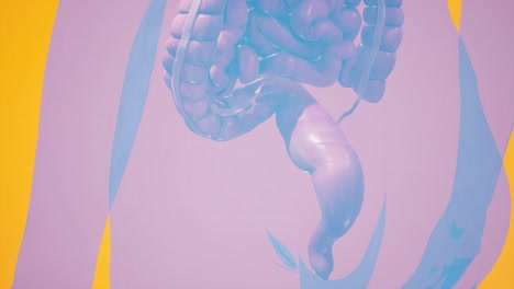 anatomical 3d animation of digestive system. showing the transparent body, highlighting the intestine and stomach.