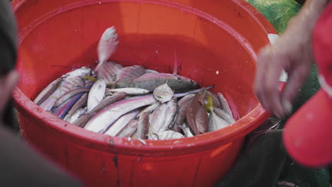 los pescadores recogen la captura incidental de peces de arrecifes de coral con redes.