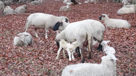 newborn lamb eagerly drinking milk