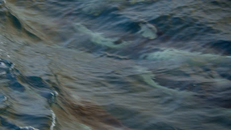 pacific white-sided dolphin taking a breath while surfacing