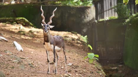 Beautiful-antelope-in-the-zoo,-standing-and-chewing-food