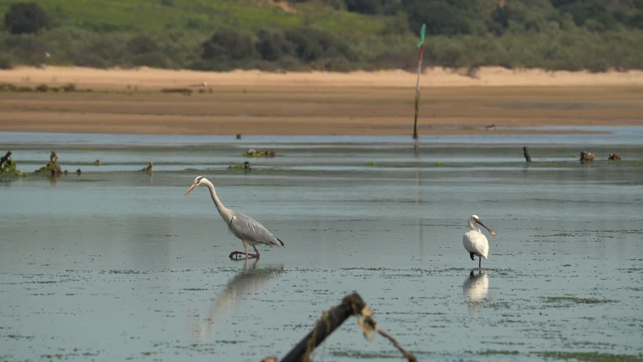 회색 왜가리는 온대 유럽과 아시아, 아프리카 일부 지역에 서식하는 왜가리과의 긴 다리를 가진 육식성 새입니다.