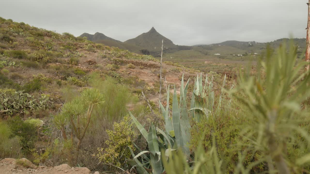 건조한 테네리페 남쪽의 바위 풍경과 봄에 자라는 사막 식물, 카나리아 제도, 스페인