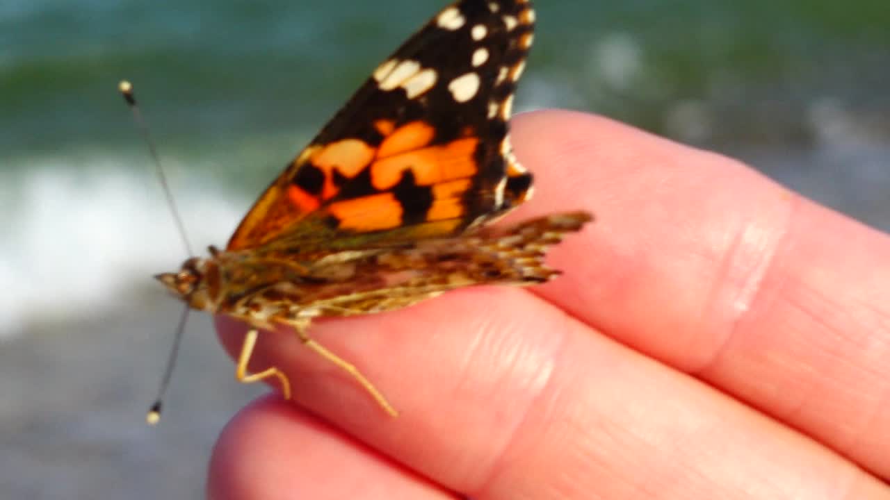 Farfalla sulle dita della mano sullo sfondo del mare