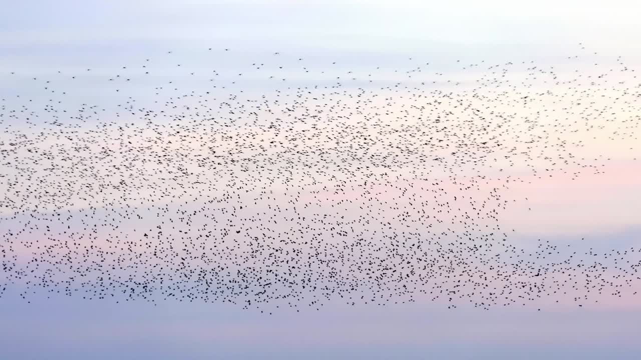 일몰 때 색깔 있는 하늘을 배경으로 한 무리의 찌르레기