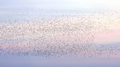 a flock of starlings against a colored sky at sunset