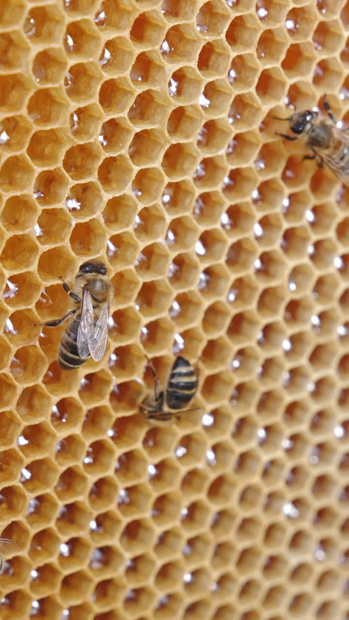Honeybee natural honey harvesting. Close up view of apiarist hands holding wooden frame. Vertical video