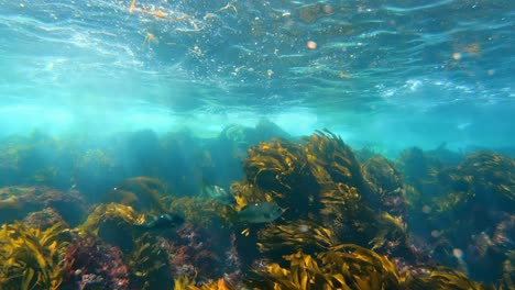 a shore of an impressive and enigmatic kelp forest conceals the secrets of oceanic species