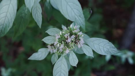 primer plano de la menta salvaje de montaña que crece en un bosque norteamericano