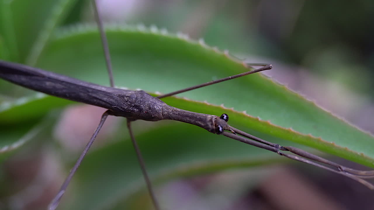 sartén a lo largo del insecto palo de agua