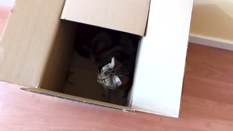 top-view-of-cute-cat-inside-a-cardboard-box-kitten-play