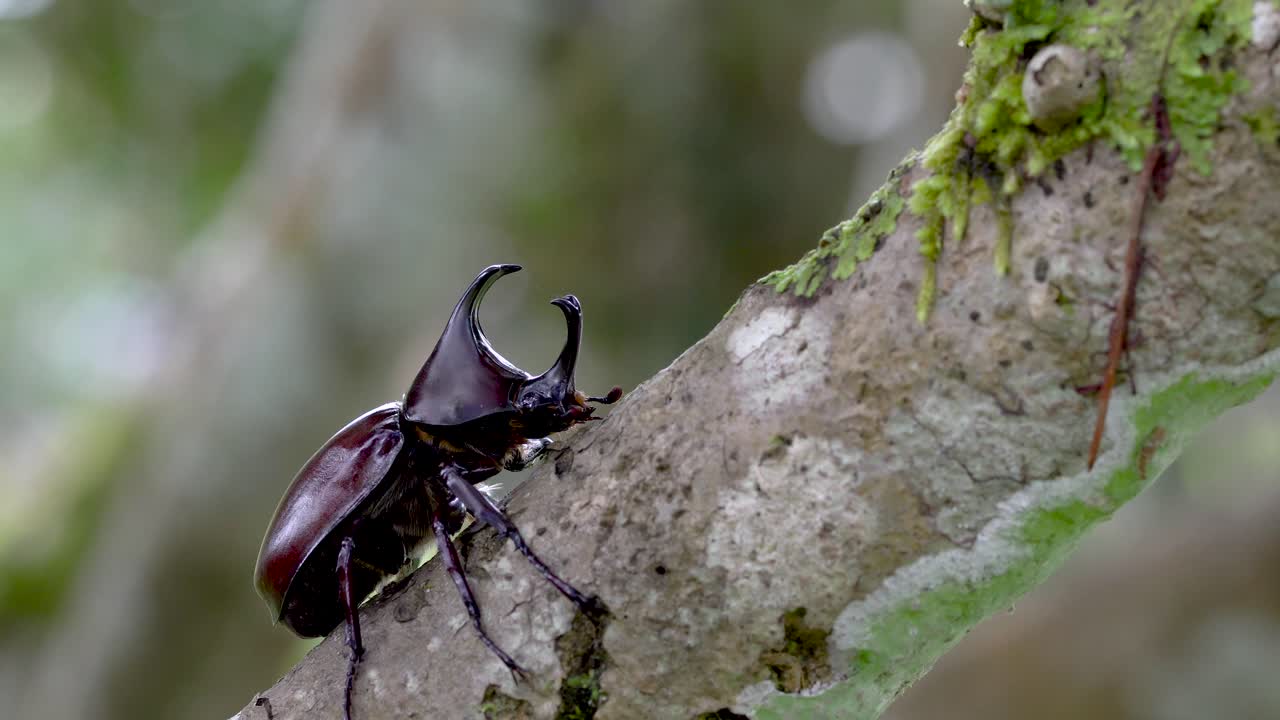 el escarabajo rinoceronte macro trepa por la rama de un árbol con un fondo borroso