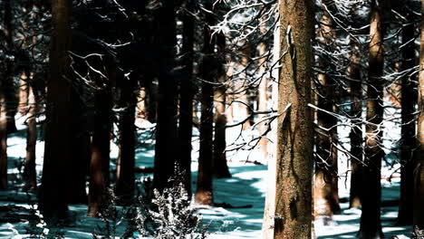 Sonnenuntergang-Oder-Sonnenaufgang-Im-Schneebedeckten-Winterkiefernwald