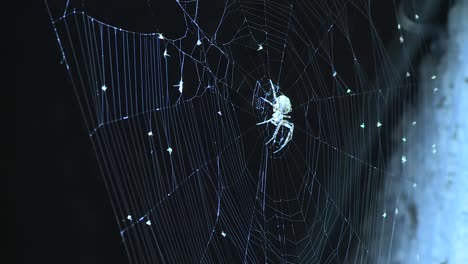 Spider-waiting-in-it's-web-surrounded-by-spider-eggs