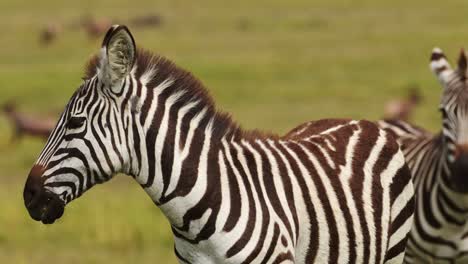 Herd-of-Zebras-close-up-details-grazing-on-grasses-of-lush-African-savannah,-Wildlife-in-Maasai-Mara-National-Reserve,-Kenya,-Africa-Safari-Animals-in-Masai-Mara-North-Conservancy