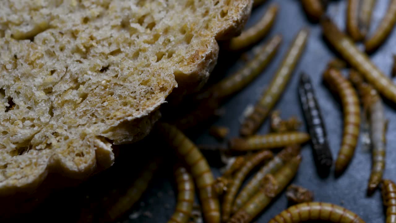 밀웜은 물고기, 뱀, 새, 개구리와 같은 애완동물에게 먹이를 주는 데 사용되는 딱정벌레의 일종입니다.