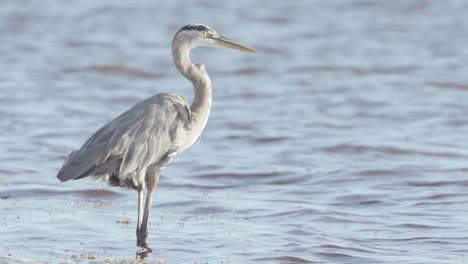 Gran-Garza-Azul-De-Pie-En-La-Orilla-De-La-Playa-Ventosa-En-Cámara-Lenta