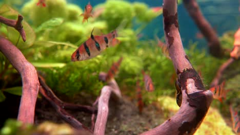 several small fish in red with black stripes swimming in natural aquarium,close up shot