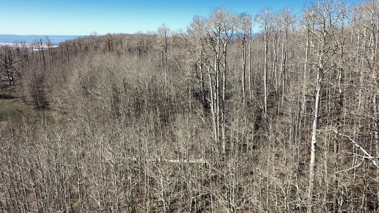 paisaje de bosques desnudos de álamo temblón en el bosque nacional dixie en utah, ee.uu.