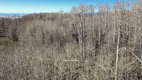 Paisaje-De-Bosques-Desnudos-De-álamo-Temblón-En-El-Bosque-Nacional-Dixie-En-Utah,-Ee.uu.