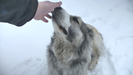acariciando a un perro con la mano