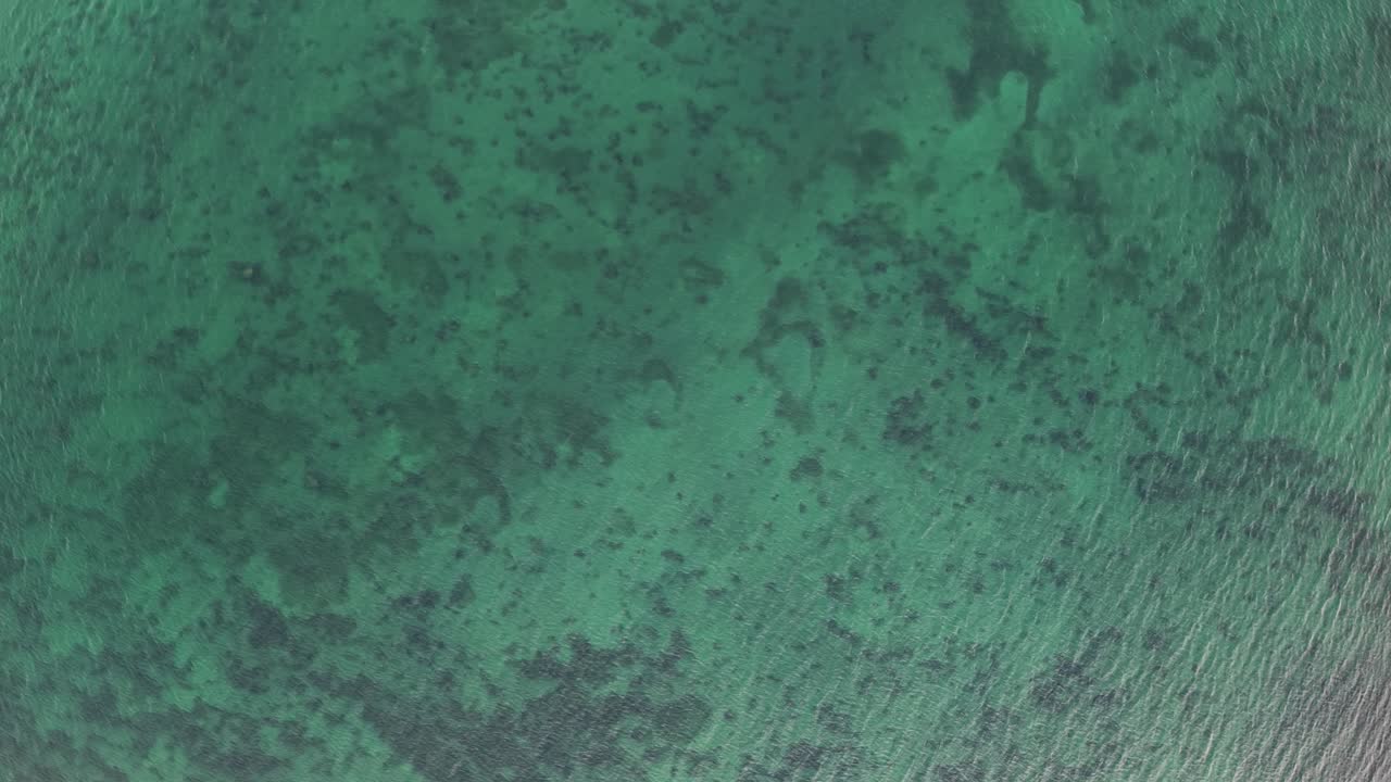 Un drone sorvola un mare turchese cristallino, rivelando le praterie di alghe sotto l'acqua nella baia di Aarhus, in Danimarca