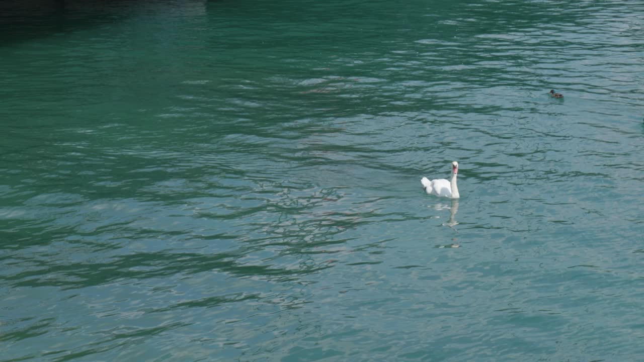 clip en cámara lenta de un cisne flotando en el agua en zurich, suiza