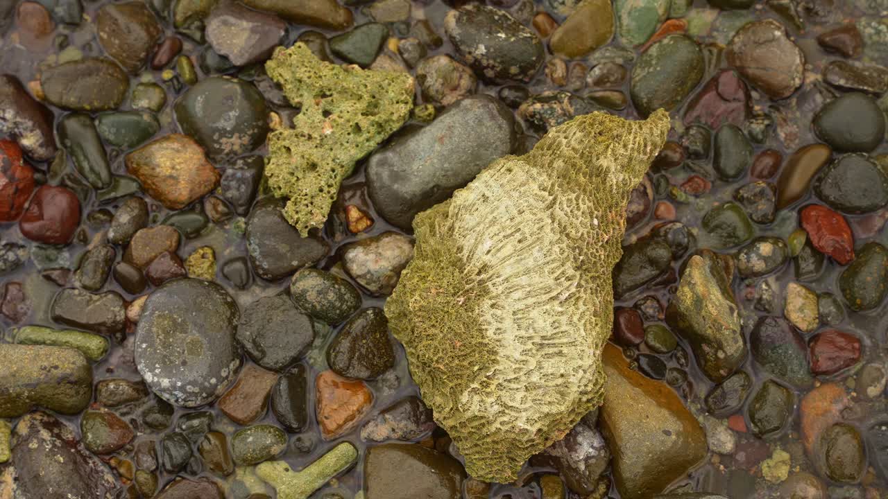 A top shot of stone fragments and coral rest on wet ground, a quiet study of resilience and erosion, the frame holding nature’s color and texture near Mauban Port, Quezon Province Philippines