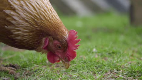 Close-up-chicken-foraging-for-food-in-grassy-enclosure-side-on-and-slow-motion