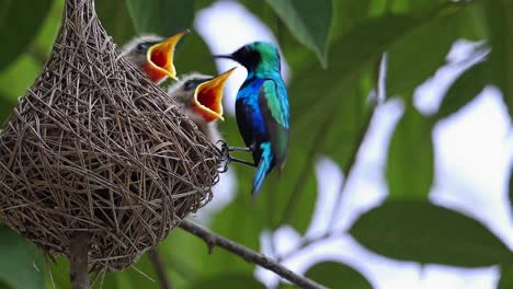 mother hummingbird feeding its young in a nest