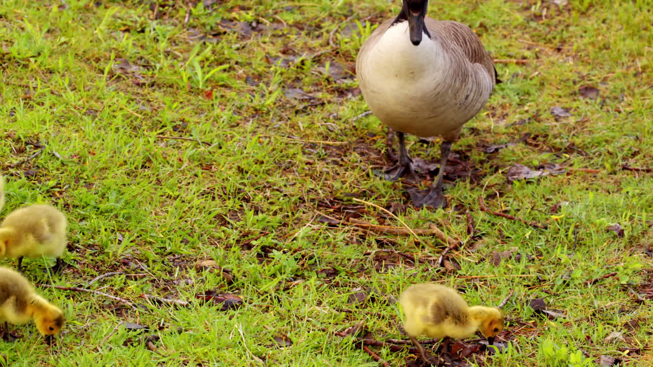 Young goslings explore land life in slow motion—full of steps, pecks, and play.