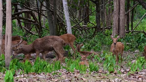 El-Ciervo-Del-Campo-Es-Una-Especie-En-Peligro-De-Extinción-Debido-A-La-Pérdida-De-Hábitat-Y-La-Caza