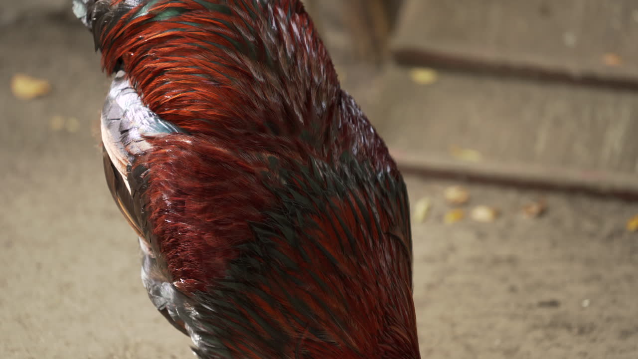 un gallo alimentándose en el suelo en el granby zoo en quebec, canadá - cerrar