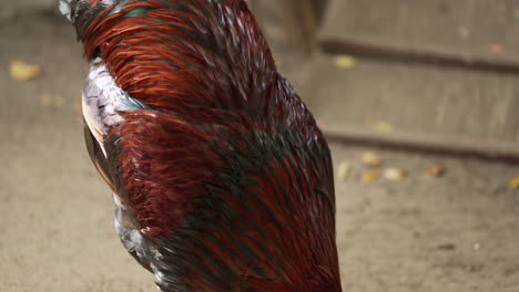 Un-Gallo-Alimentándose-En-El-Suelo-En-El-Granby-Zoo-En-Quebec,-Canadá---Cerrar