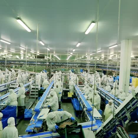automated meat processing facility