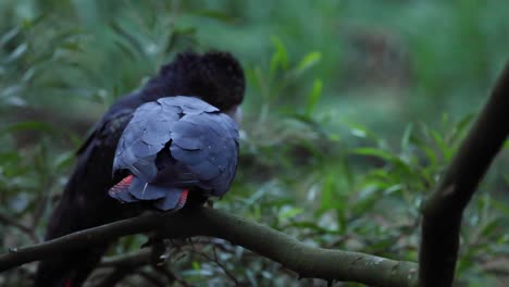 dos cacatúas posadas en una rama, involucrándose