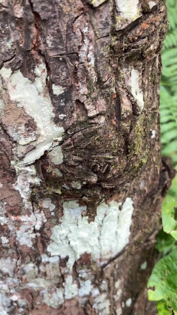 Falena mimetizzata che riposa sulla corteccia di un albero nel bosco