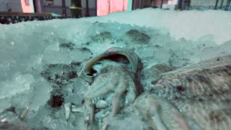 fresh cuttlefish and squid on ice at a seafood market