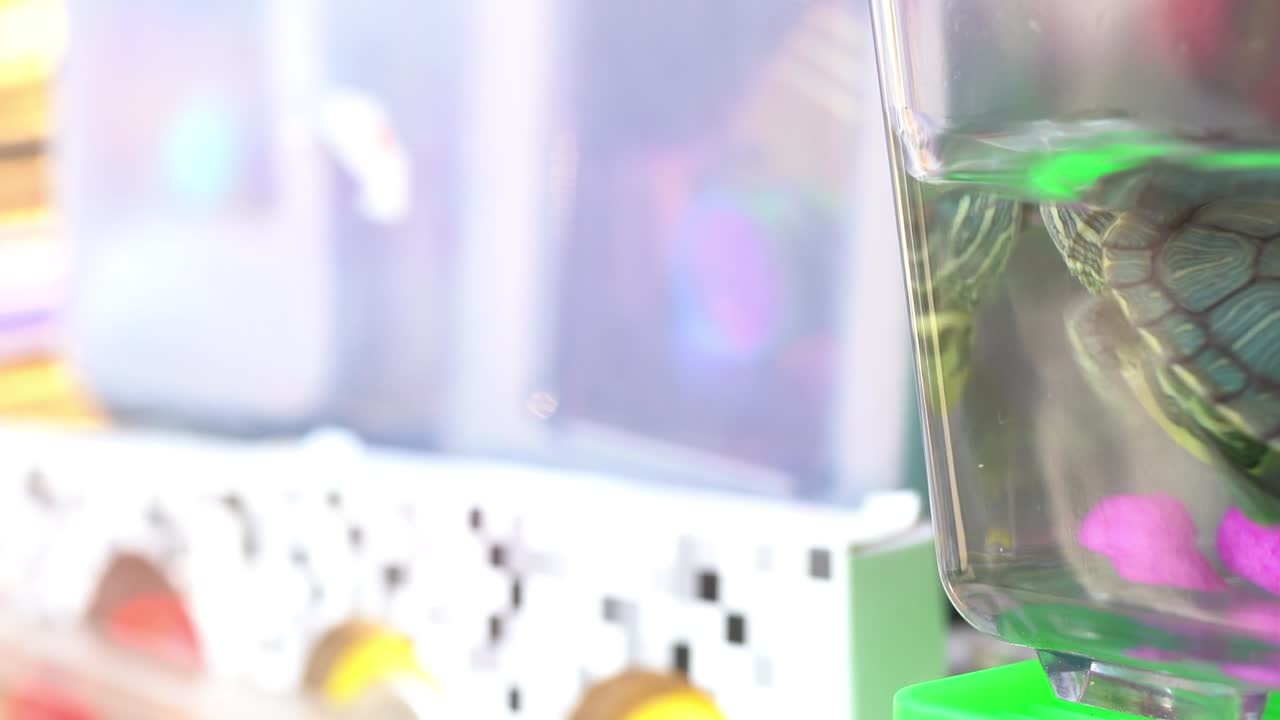 baby turtle trying to escape its enclosure out on the streets of chinatown in Los Angeles CA