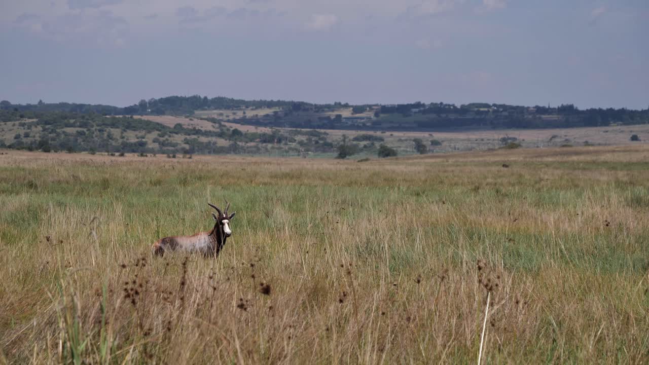 un antílope blesbok se encuentra en el alto prado de áfrica mirando a la cámara