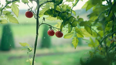 ripe red tomatoes on tree vine with blurred background