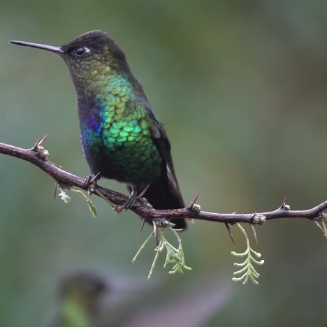 Beautiful-slow-motion-close-up-of-Violet-headed-Hummingbirds-in-a-rainstorm-in-Costa-Rica