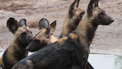 a group of endangered african wild dogs in the waterhole