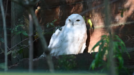 un búho blanco se apoya contra una pared de madera en un zoológico